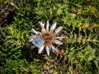 Silberbläuling auf Silberdistel